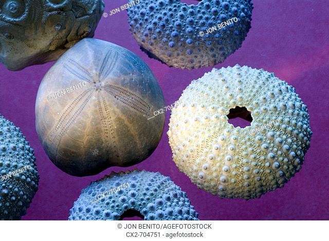 Sea urchin shells and fossil crinoids