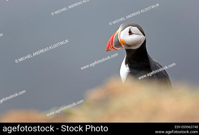 The atlantic puffin lives on the ocean and comes for nesting and breeding to the shore - They are seen in big numbers on Iceland - The puffin can dive down in...