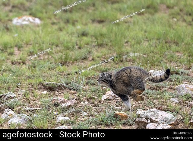 Asia, Mongolia, East Mongolia, Steppe area, Pallas's cat (Otocolobus manul), Baby running by the den