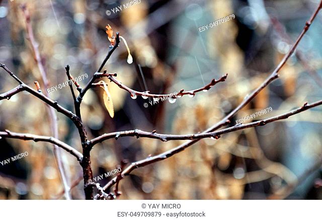 first spring rain, raindrops on bare branches on blurred nature background
