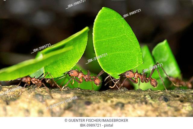 Workers of Leafcutter Ants (Atta cephalotes) carrying leaf pieces into their nest, Tambopata Nature Reserve, Madre de Dios region, Peru