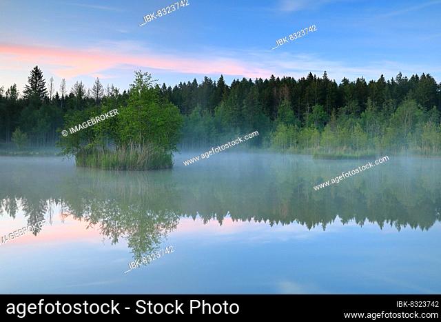 Moorland lake at dawn, fog, common reed (Phragmites australis), birch (Betula), birch family (Betulaceae), mixed forest, Murnauer moss, Murnau, Upper Bavaria