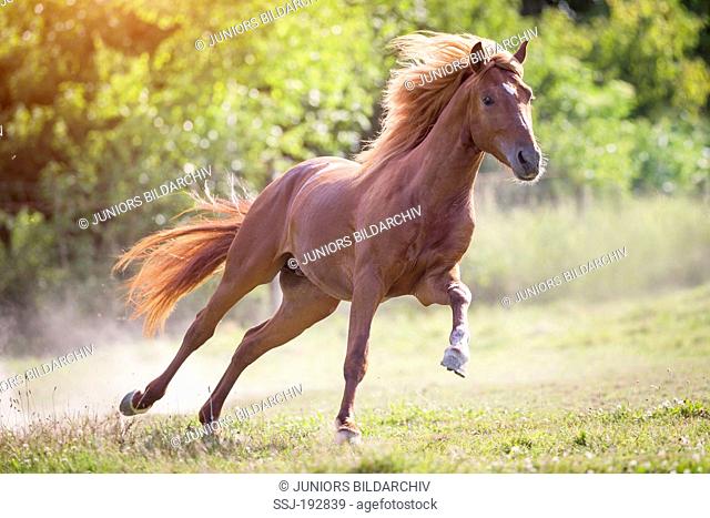 German Riding Pony. Chestnut stallion galloping on a pasture. Germany