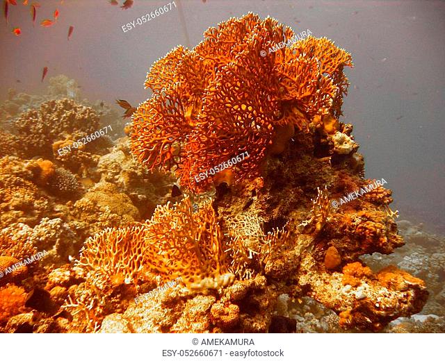 Underwater photo, a view of the Dichotomy fire coral and fish in the Red Sea in Israel