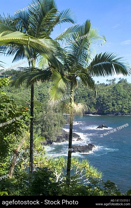 Palms and vegetation overlooking the Pacific Ocean at Onomea Bay, island of Hawaii (Big Island), Hawaii, USA | NONE |