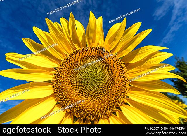 18 July 2023, Brandenburg, Vetschau: A bee flies at a sunflower blooming in a field near Vetschau in southern Brandenburg