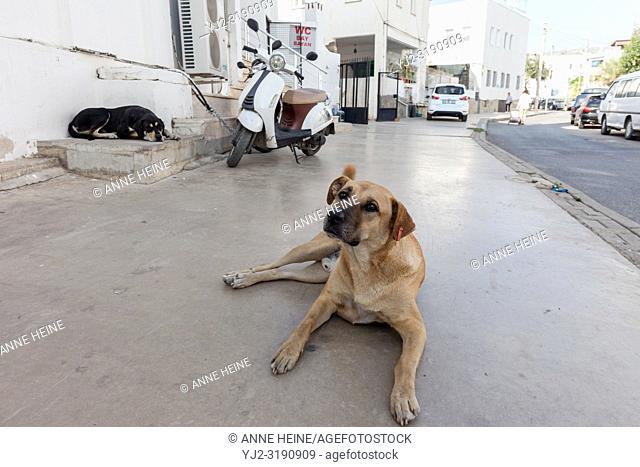 Stray dog on pedestrian walkway in Bodrum, Turkey