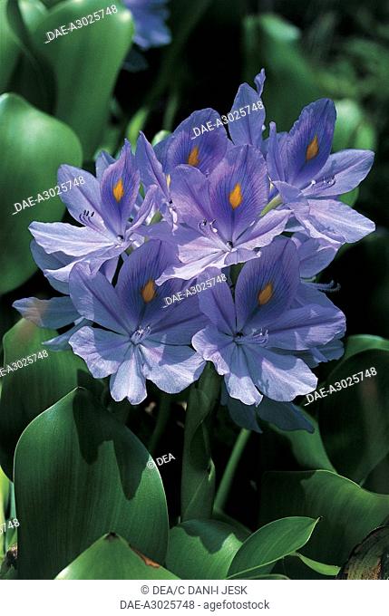 Botany - Pontederiaceae - Common Water hyacinth (Eichhornia crassipes) - French Polynesia