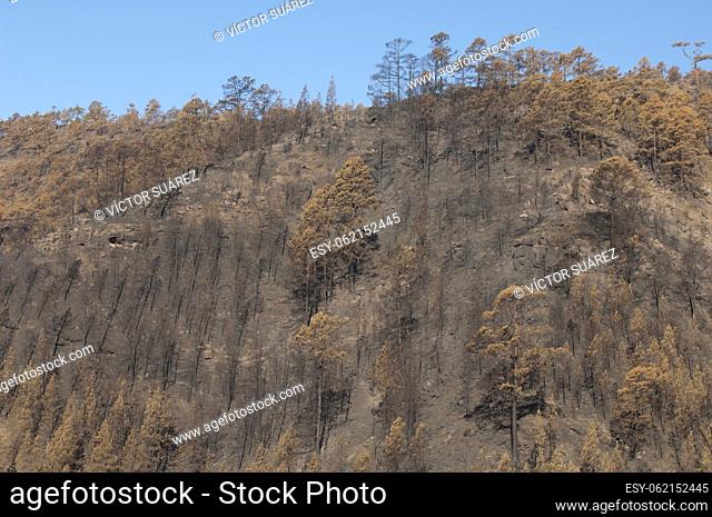 Burned forest of Canary Island pine (Pinus canariensis). Integral Natural Reserve of Inagua. Tejeda. Gran Canaria. Canary Islands. Spain