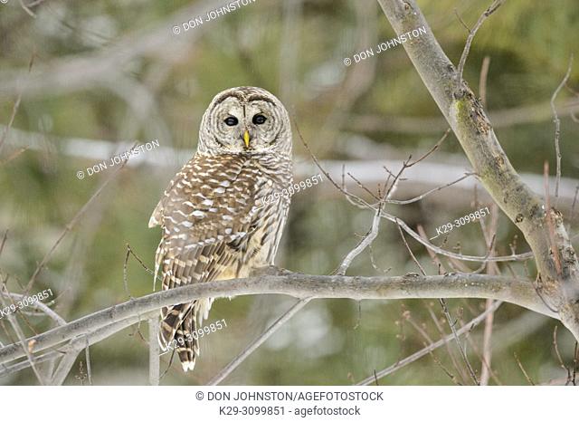 Barred owl (Strix varia), Greater Sudbury, Ontario, Canada