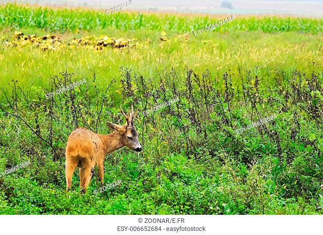 Bambi young deer in the meadow