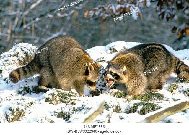 common raccoon Procyon lotor, two fighting animals, Germany, Baden-Wuerttemberg, game park Mergentheim, Mrz 05