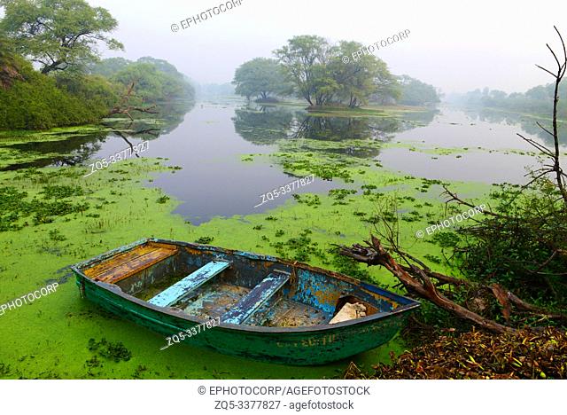 Canoe in lake with moss, Bharatpur, Rajasthan, India