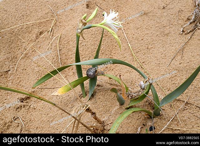 Sea daffodil (Pancratium maritimum) is a perennial herb native to sandy coasts of Mediterranean Basin and Canary Islands