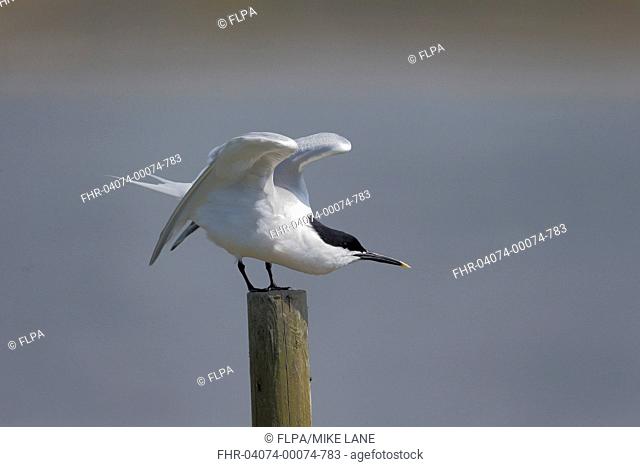 Sandwich Tern (Sterna sandvicensis) adult, breeding plumage, stretching wings, standing on post, Dorset, England, May