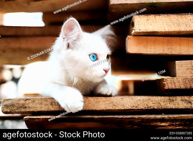 A small white kitten with multicolored eyes. A special pet sits on the boards. The photo of the animal for the calendar
