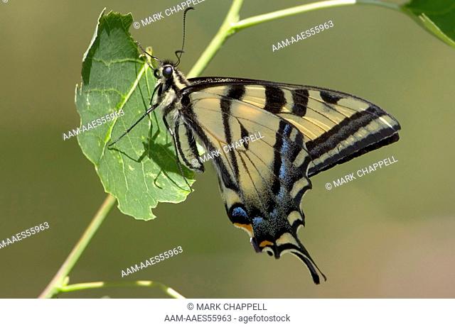 Western Tiger Swallowtail (Papilio rutulus), Mono County, California, USA