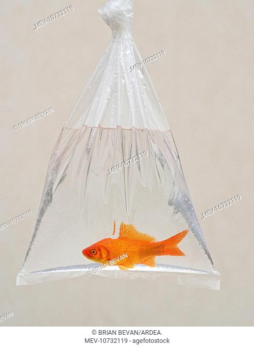Goldfish - in bag (Carassius auratus)