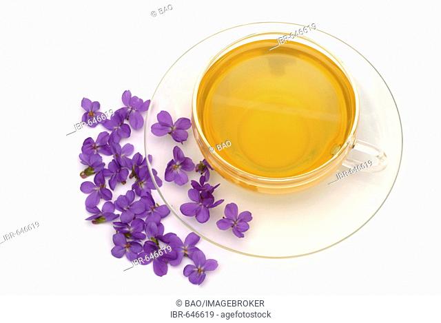 Sweet Violet or Common Violet (Viola odorata), herbal tea, medicinal tea