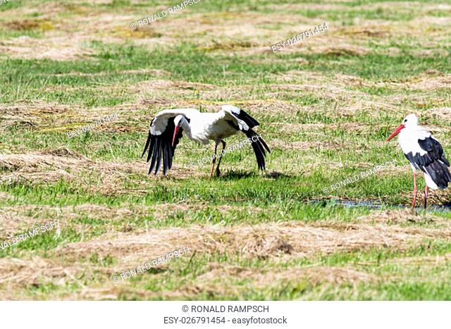 stork landing in a meadow in the spreewald
