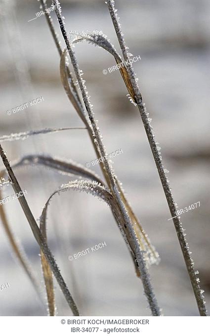 Grass with hoarfrost