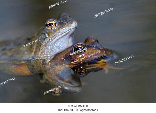common frog, grass frog Rana temporaria, pair in amplexus, Germany, North Rhine-Westphalia