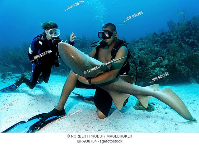 Scuba diver watching her diving instructor stroking the belly of a Nurse Shark (Ginglymostoma cirratum) in way that causes the shark to fall into a state of...