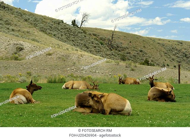 Yellowstone National Park, WY, Wyoming, Mammoth Hot Springs, Elk herd