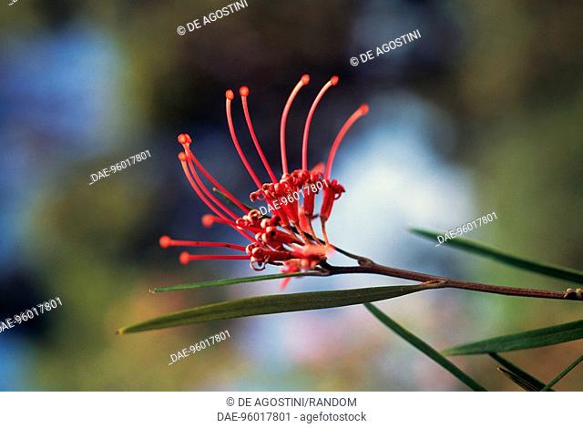 Red Spider Flower (Grevillea oleoides), Proteaceae