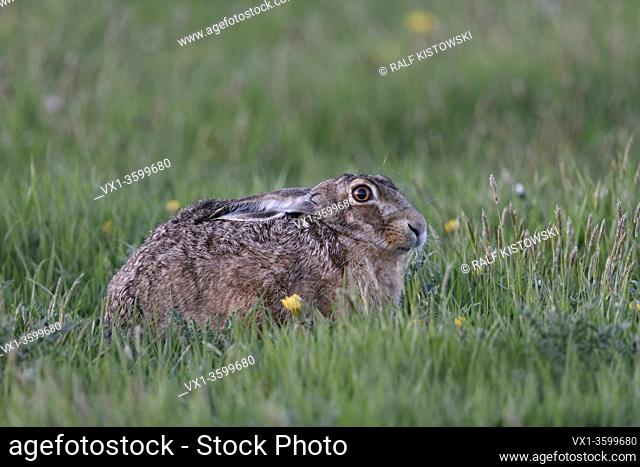 Brown Hare / European Hare / Feldhase ( Lepus europaeus ) sitting in grass, vernal meadow, crouched, hiding with set back ears, wildlife, Europe