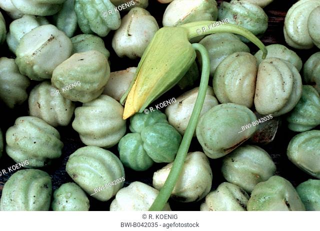 Indian cress, common nasturtium, garden nasturtium (Tropaeolum majus), seeds and flower