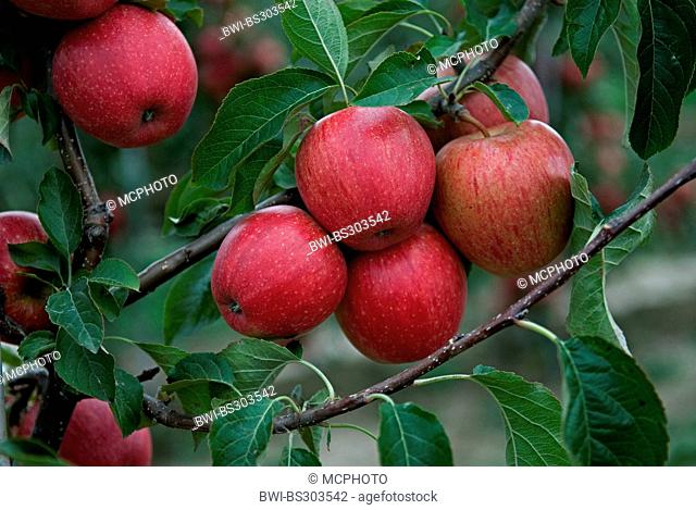 apple tree (Malus domestica 'Evelina', Malus domestica Evelina), cultivar Evelina, apples on a tree