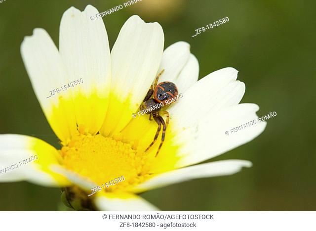 Spider on flower at Estrela Mountain Natural Park, Portugal