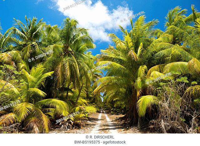 coconut palm (Cocos nucifera), Coconut Palms at Bikini, Federated States of Micronesia, Marschallinseln, Bikini Atoll