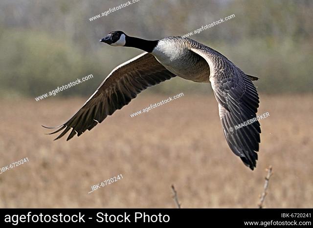 Canada goose (Ardea cinerea) flying, Germany, Europe