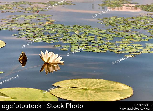 White water lily closeup in a lake