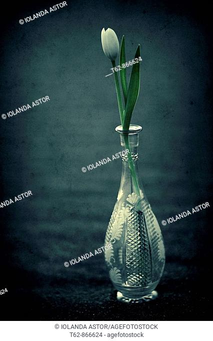 A vase of tulips in a glass of Bohemia  Liliaceae
