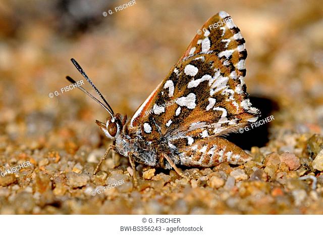 Large Silver-spotted Copper (Trimenia argyroplaga), sitting on the ground, South Africa, Namaqualand