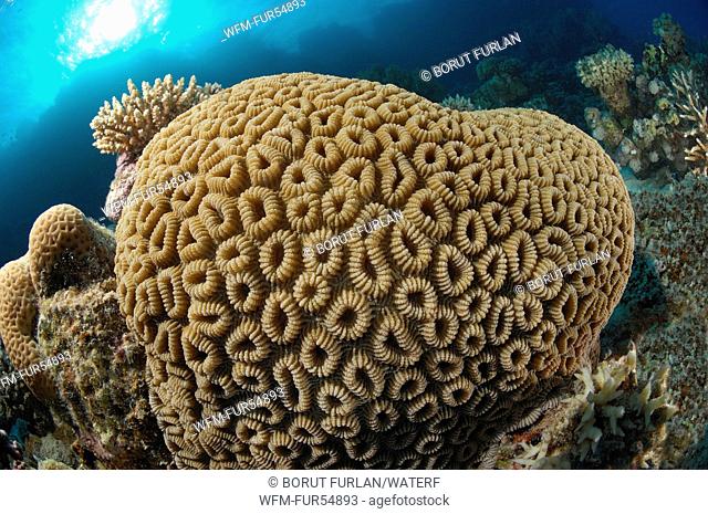 Heart-shaped Favia Coral, Favia favus, Marsa Alam, Red Sea, Egypt