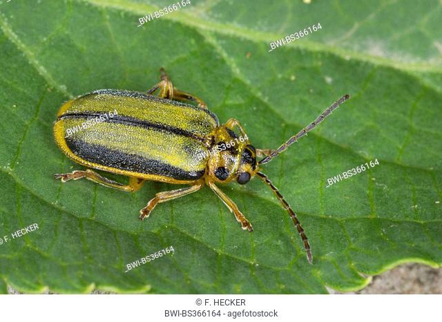 Elm-leaf beetle, Elm Leaf Beetle, Elm Leaf-Beetle (Xanthogaleruca luteola, Galeruca luteola, Pyrrhalta luteola), on a leaf, Germany