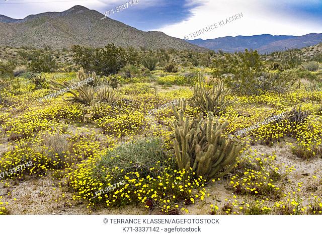 Desert wildflowers blooming in the Anza-Borrego State Park in the 2019 Superbloom, California, USA