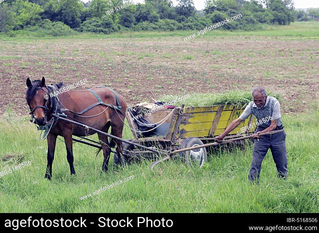 Man with horse cart cutting grass with scythe, Bulgaria, Europe
