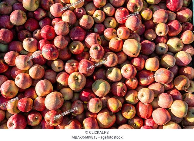 Europe, Italy, Trentino South Tyrol, Non Valley. Group of fuji apples