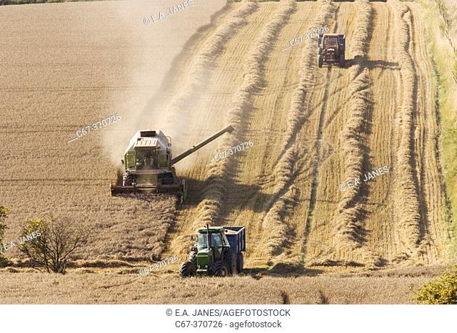 Harvesting wheat in August. Chilterns. Bucks, UK