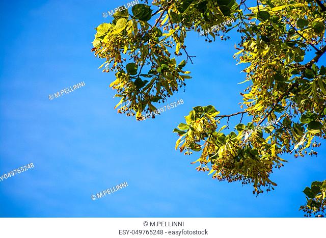 branch of linden tree in blossom. beautiful springtime nature background against the blue summer sky