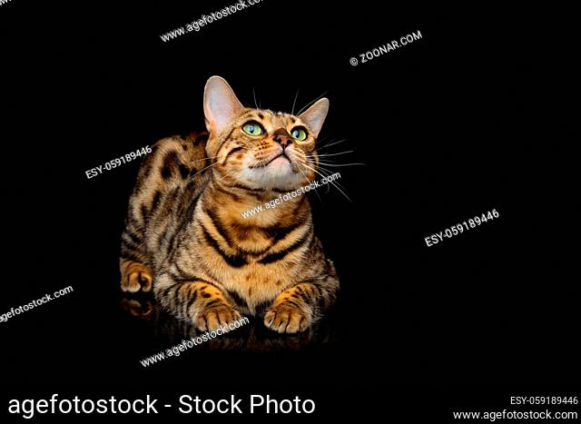 Portrait of beautiful bengal cat staring at something. Studio shot over black background. Copy space