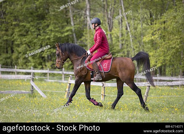 Thoroughbred Arabian stallion ridden on the meadow, Austria, Europe