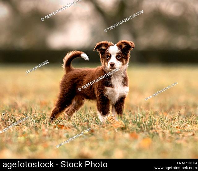 young Miniature Australian Shepherd