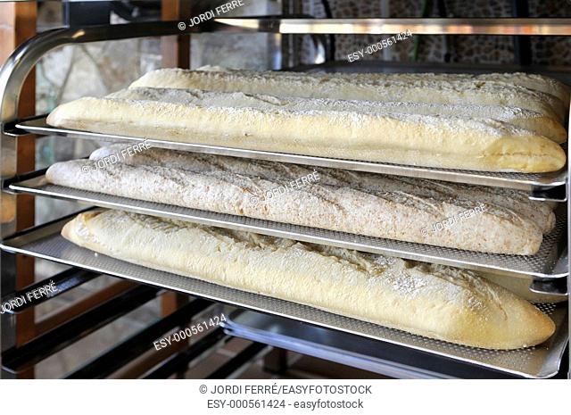 Raw loaves trays, barras de pan crudo en bandejas