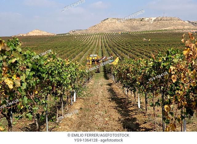 Combine-harvester collecting grape in Raimat  LLeida  Spain
